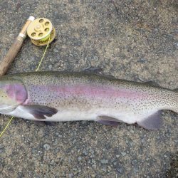 フィッシングレイクたかみや 釣果