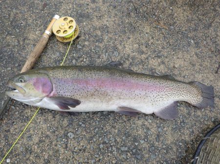 フィッシングレイクたかみや 釣果