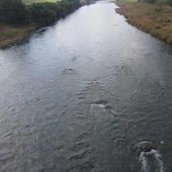 狩野川（狩野川漁業協同組合） 釣果