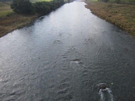 狩野川（狩野川漁業協同組合） 釣果