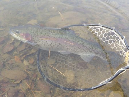 フィッシングレイクたかみや 釣果