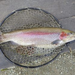 フィッシングレイクたかみや 釣果