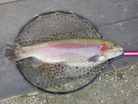 フィッシングレイクたかみや 釣果