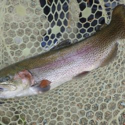 フィッシングレイクたかみや 釣果