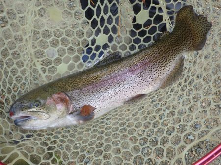 フィッシングレイクたかみや 釣果