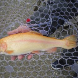 フィッシングレイクたかみや 釣果