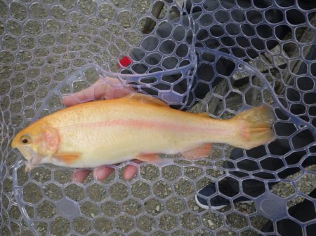 フィッシングレイクたかみや 釣果