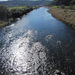 狩野川(狩野川漁業協同組合) 釣果