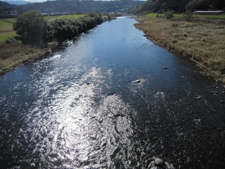 狩野川(狩野川漁業協同組合) 釣果