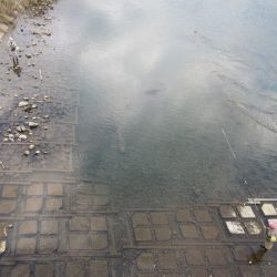 狩野川(狩野川漁業協同組合) 釣果