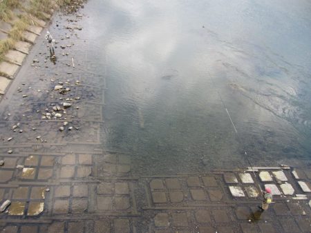 狩野川(狩野川漁業協同組合) 釣果