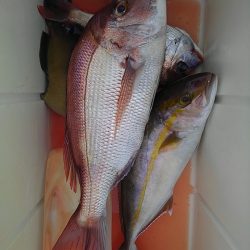 遊漁船 新鋭丸 釣果