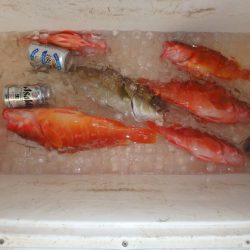 フィッシングハウス伊藤 釣果