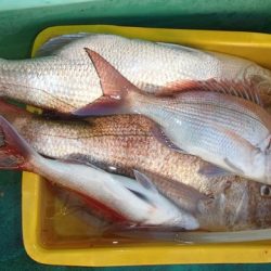 第二むつ漁丸 釣果