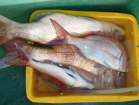 第二むつ漁丸 釣果