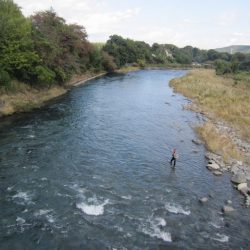 狩野川(狩野川漁業協同組合) 釣果