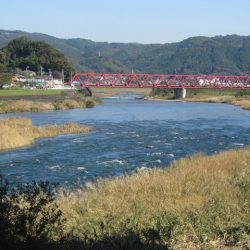 狩野川（狩野川漁業協同組合） 釣果