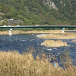 狩野川(狩野川漁業協同組合) 釣果
