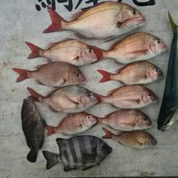網屋丸 釣果