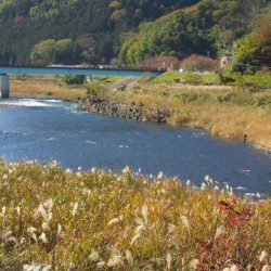 狩野川（狩野川漁業協同組合） 釣果