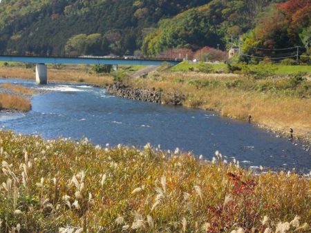 狩野川（狩野川漁業協同組合） 釣果
