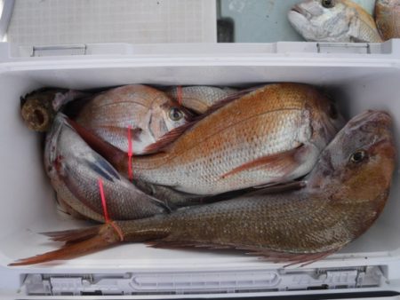 遊漁船 幸友丸 釣果