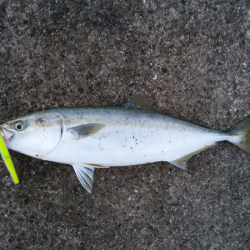 サヨリパターンゲーム