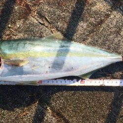 初のハマチゲット\(^o^)/