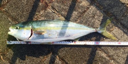 初のハマチゲット\(^o^)/