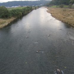 狩野川(狩野川漁業協同組合) 釣果