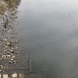 狩野川(狩野川漁業協同組合) 釣果