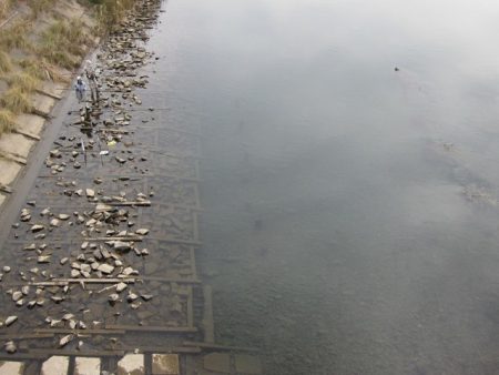 狩野川(狩野川漁業協同組合) 釣果