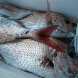 こうゆう丸 釣果