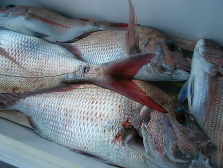 こうゆう丸 釣果