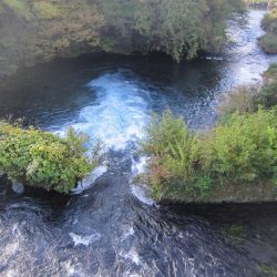 狩野川(狩野川漁業協同組合) 釣果
