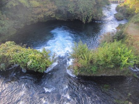 狩野川(狩野川漁業協同組合) 釣果
