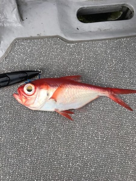 へいみつ丸 釣果