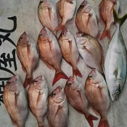 網屋丸 釣果