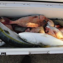 大進丸（新潟） 釣果