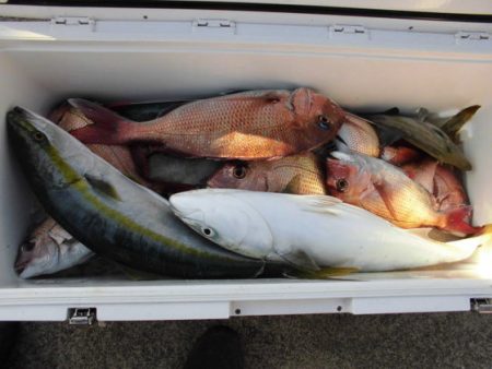 大進丸（新潟） 釣果