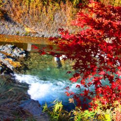 小菅トラウトガーデン 釣果