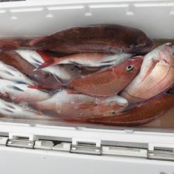 大進丸（新潟） 釣果