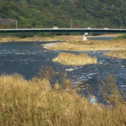 狩野川（狩野川漁業協同組合） 釣果