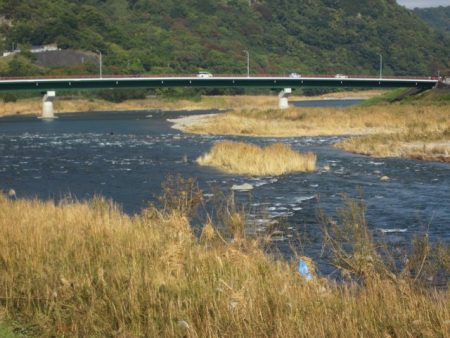 狩野川（狩野川漁業協同組合） 釣果
