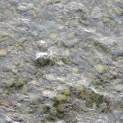 狩野川(狩野川漁業協同組合) 釣果