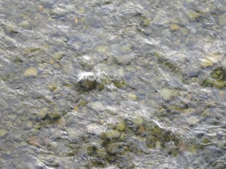 狩野川(狩野川漁業協同組合) 釣果