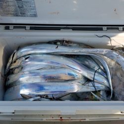 遊漁船 ニライカナイ 釣果