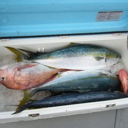 KOU（コウ） 釣果