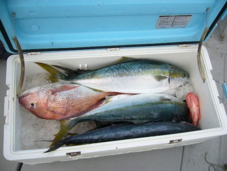 KOU（コウ） 釣果