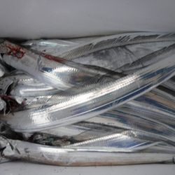 遊漁船 幸友丸 釣果